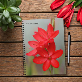 Kaffir Lily / River Lily / Hesperantha Coccinea Notizblock
