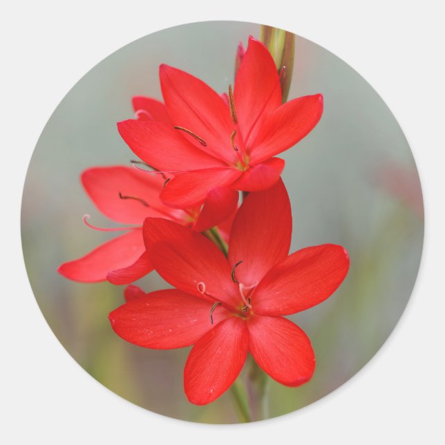 Kaffir Lily / River Lily / Hesperantha Coccinea Runder Aufkleber (Vorderseite)
