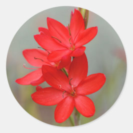 Kaffir Lily / River Lily / Hesperantha Coccinea Runder Aufkleber