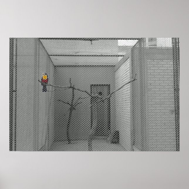 Käfigvogel Poster (Vorne)