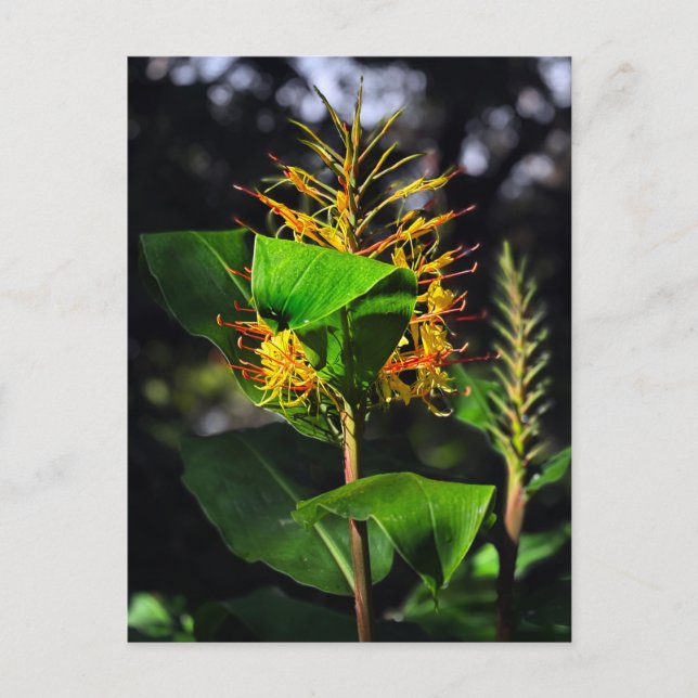 Kahili Ginger Postkarte (Vorderseite)