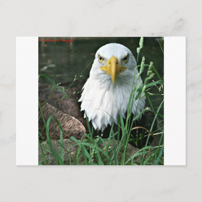 Kahladler Postkarte (Vorderseite)
