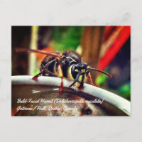 Kahle Gesichts-Hornisse (Dolichovespula maculata)