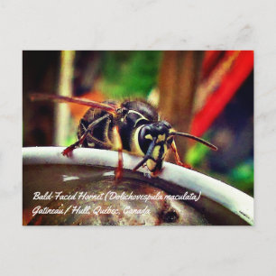 Kahle Gesichts-Hornisse (Dolichovespula maculata) Postkarte
