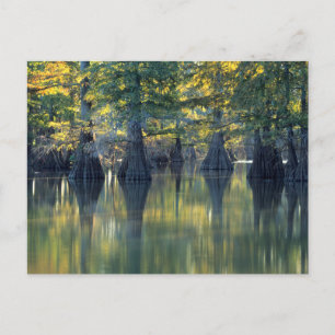 Kahlen Zypressenbäume   Horseshoe Lake Illinois Postkarte