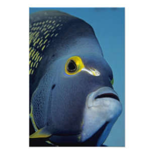 Kaimaninseln, Angelfish Pomacanthus Fotodruck
