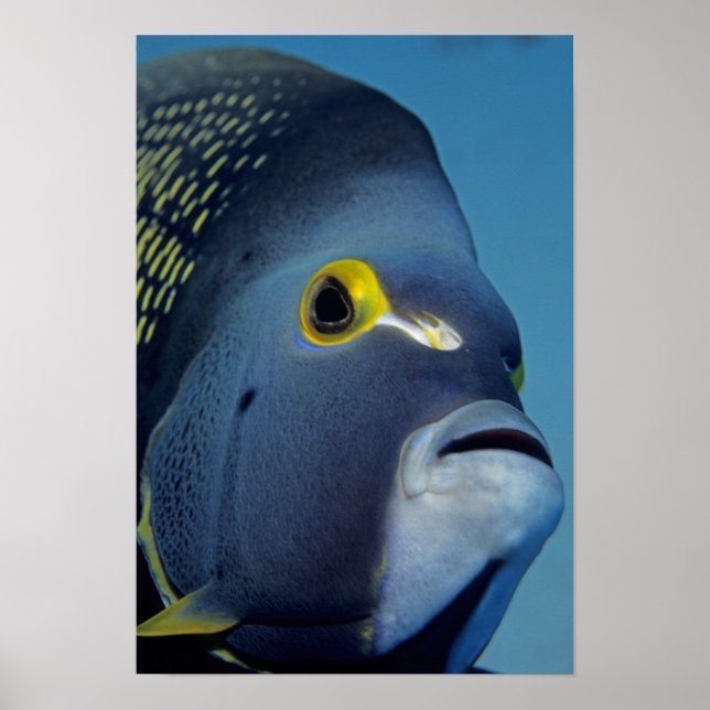 Kaimaninseln, Angelfish Pomacanthus Poster (Vorne)