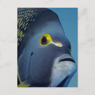 Kaimaninseln, Angelfish Pomacanthus Postkarte