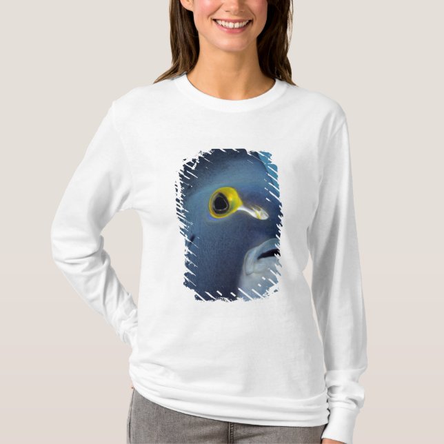 Kaimaninseln, Angelfish Pomacanthus T-Shirt (Vorderseite)