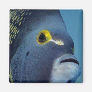 Kaimaninseln, Französischer Engelfisch Pomacanthus Magnet