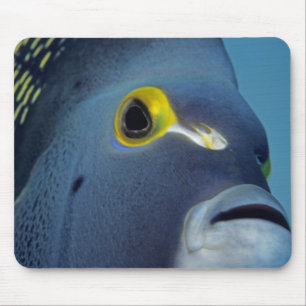 Kaimaninseln, Französischer Engelfisch Pomacanthus Mousepad