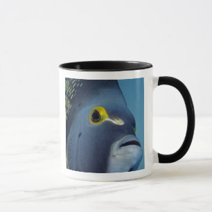 Kaimaninseln, Französischer Engelfisch Pomacanthus Tasse