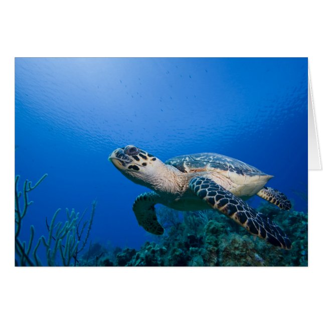 Kaimaninseln, Little Cayman Island, Unterwasser 2 (Vorderseite (Horizontal))