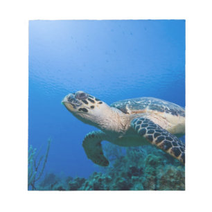 Kaimaninseln, Little Cayman Island, Unterwasser 2 Notizblock