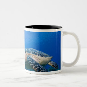 Kaimaninseln, Little Cayman Island, Unterwasser 2 Zweifarbige Tasse