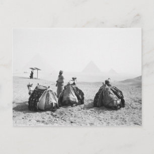Kairo Ägypten, Kameljockeys Giza-Pyramiden (NR) Postkarte