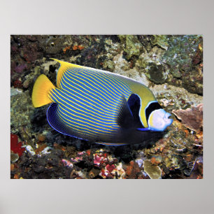 Kaiser Angelfish Nusa Penida Poster