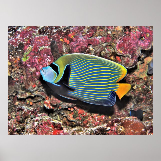 Kaiser Angelfish Poster (Vorne)