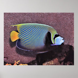 Kaiser Angelfish-Raja Ampat Poster