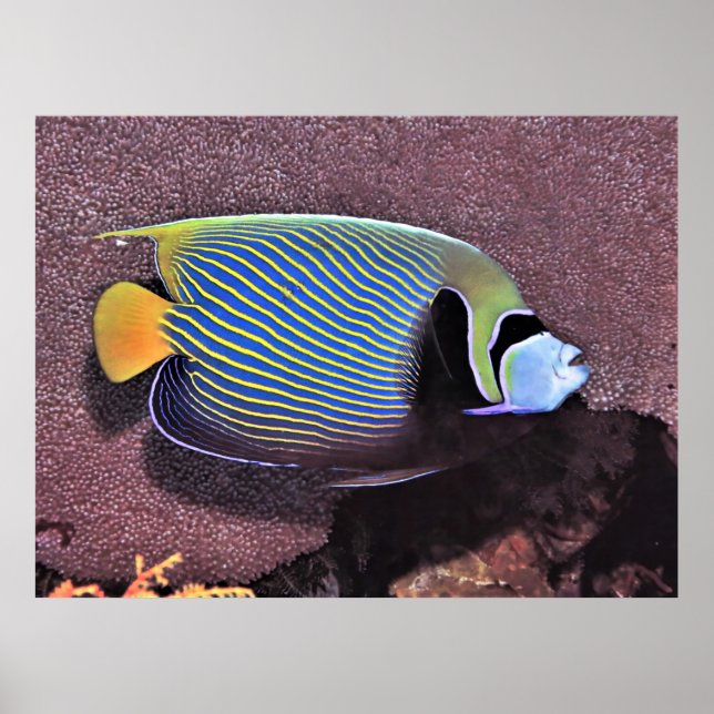 Kaiser Angelfish-Raja Ampat Poster (Vorne)