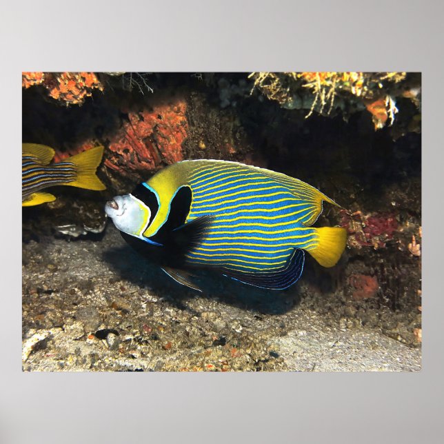 Kaiser Angelfish von Raja Ampat Poster (Vorne)