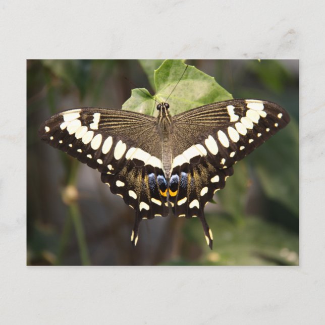 Kaiser Frack Butterfly Postkarte (Vorderseite)