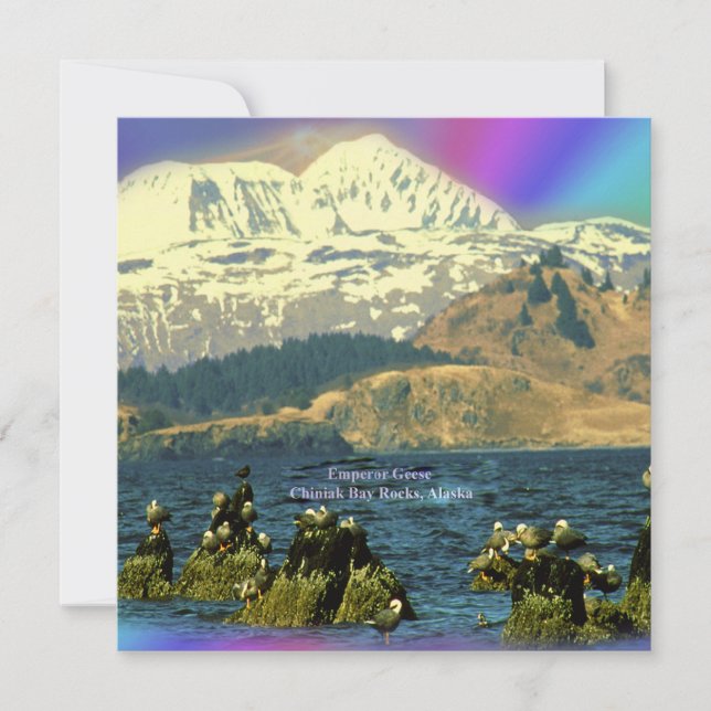 Kaiser Gänse in Chiniak Bay in der Nähe von Chinia Einladung (Vorderseite)