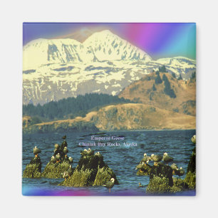 Kaiser Gänse in Chiniak Bay in der Nähe von Chinia Magnet