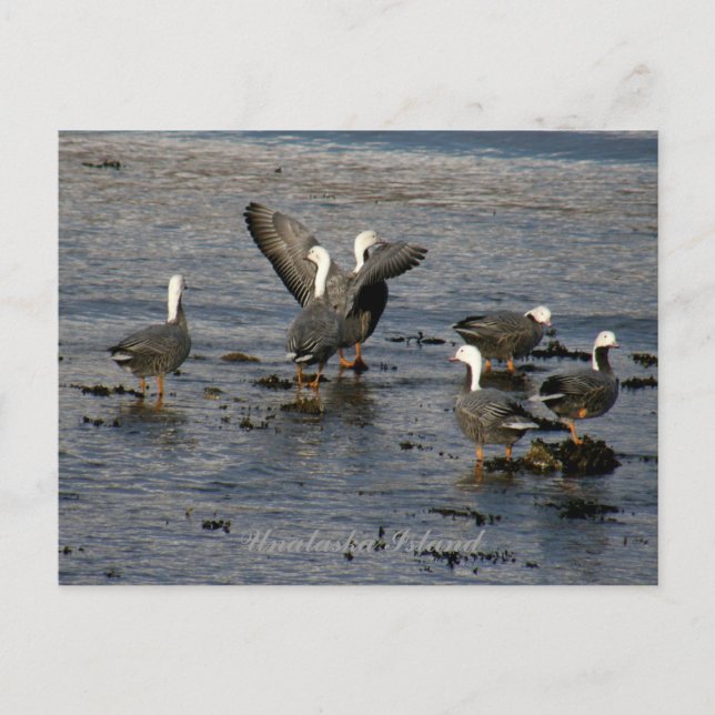 Kaiser Gänse, Insel Unalaska Postkarte (Vorderseite)