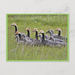 Kaiser Gänse Postkarte