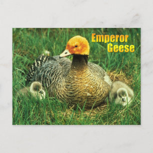 Kaiser Gänse und Küken Postkarte