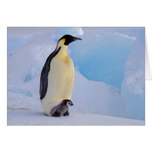 Kaiser Penguin   Aptenodytes