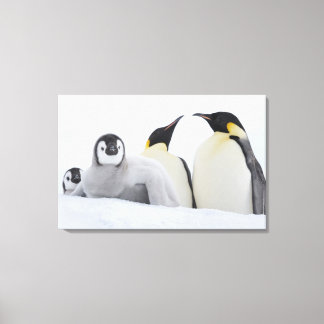 Kaiser Penguin (Aptenodytes forsteri) Leinwanddruck