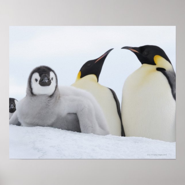 Kaiser Penguin (Aptenodytes forsteri) Poster (Vorne)
