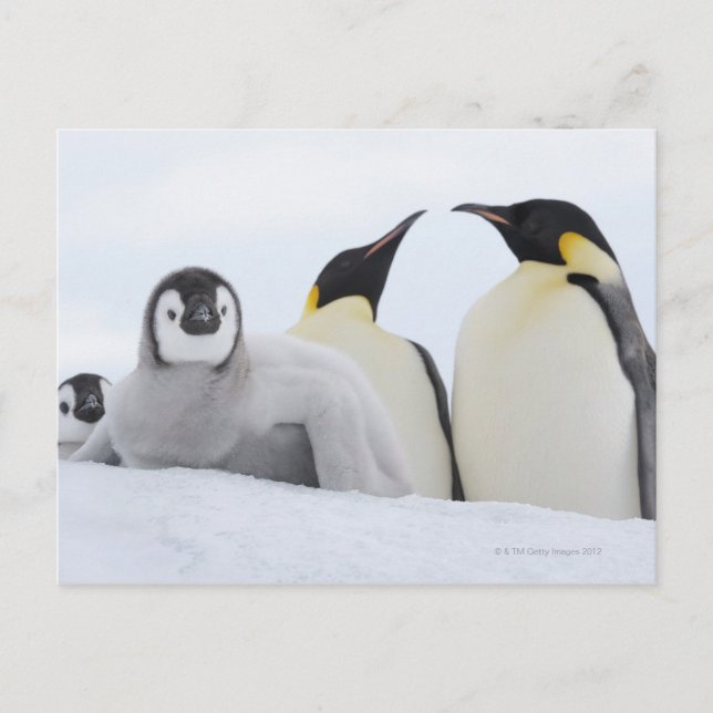Kaiser Penguin (Aptenodytes forsteri) Postkarte (Vorderseite)