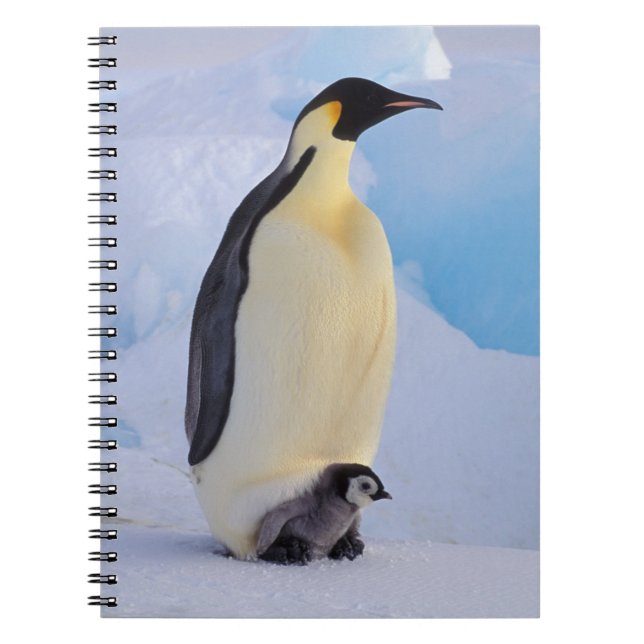 Kaiser Penguin | Aptenodytes Notizblock (Vorderseite)