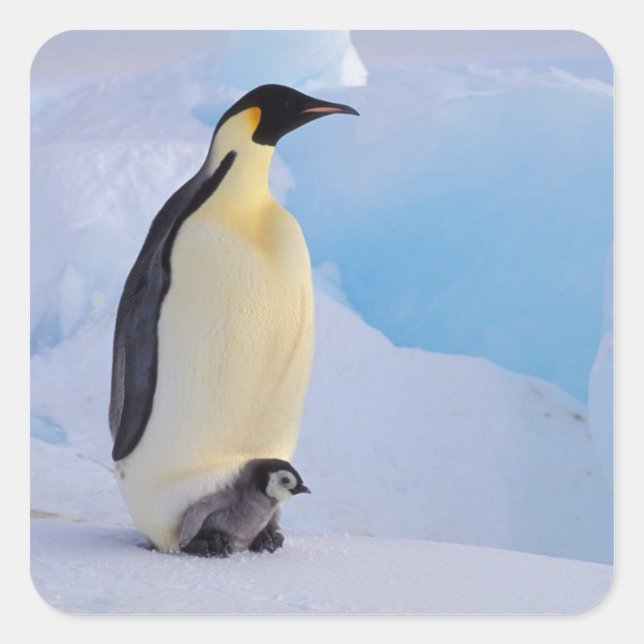 Kaiser Penguin | Aptenodytes Quadratischer Aufkleber (Vorderseite)