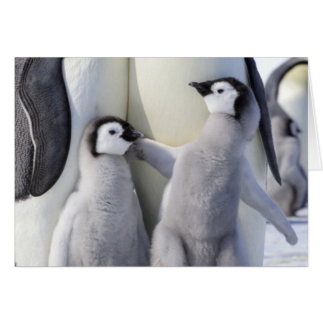 Kaiser Penguin Chick (Vorderseite (Horizontal))
