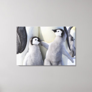 Kaiser Penguin Chick Leinwanddruck