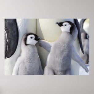 Kaiser Penguin Chick Poster