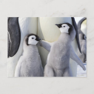 Kaiser Penguin Chick Postkarte