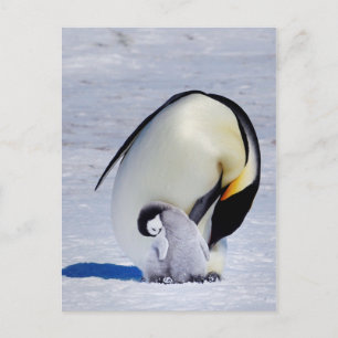 Kaiser Penguin & Chick Preening Postkarte