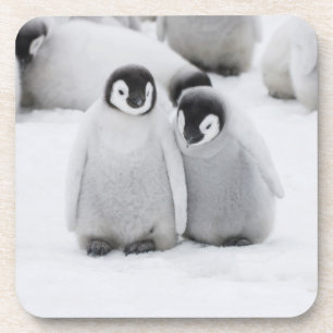 Kaiser Penguin Hühner auf Eis in der Antarktis Getränkeuntersetzer