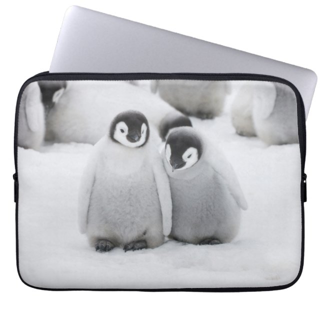 Kaiser Penguin Hühner auf Eis in der Antarktis Laptopschutzhülle (Vorderseite)