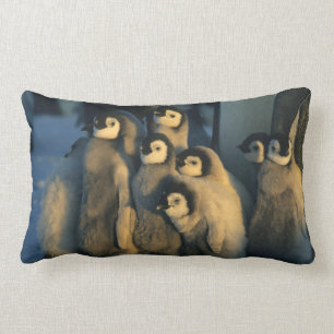 Kaiser Penguin Küken in Creche, Aptenodytes Lendenkissen