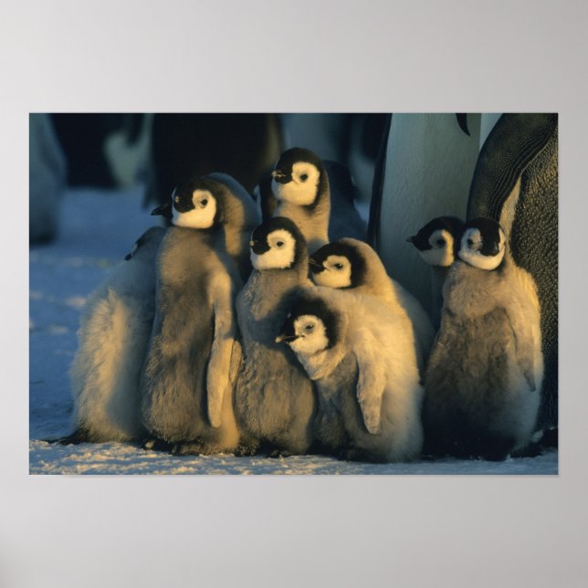 Kaiser Penguin Küken in Creche, Aptenodytes Poster (Vorne)
