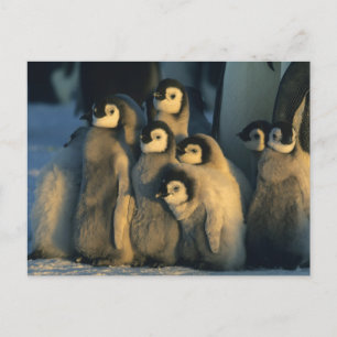 Kaiser Penguin Küken in Creche, Aptenodytes Postkarte