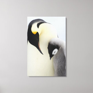 Kaiser Penguin mit Blick auf Küken Leinwanddruck