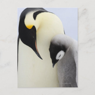 Kaiser Penguin mit Blick auf Küken Postkarte