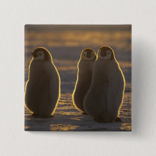 Kaiser Penguins Button